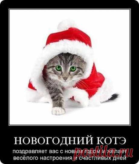 Новогодний котик