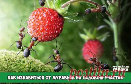 КАК ИЗБАВИТЬСЯ ОТ МУРАВЬЁВ НА САДОВОМ УЧАСТКЕ

10 народных советов, которые стоит попробовать, если вам досаждают эти в общем-то полезные, но на даче нежелательные насекомые

Чем опасны муравьи на даче, знает, пожалуй, каждый садовод. Мало того, что эти прилежные пастухи разводят и заботятся о тле, портящей растения, так еще и поливая своей муравьиной кислотой корни растений, способны погубить их.

Способов борьбы с ними изобретено уже масса. От химических инсцекитицидов (...