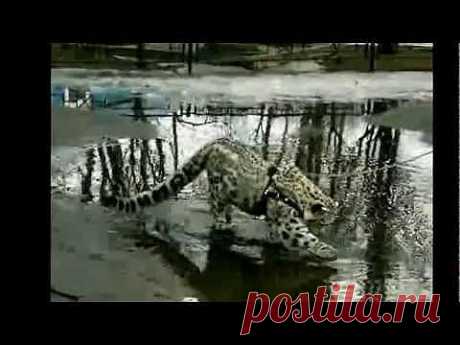 ▶ Кошка ашера гуляет по луже / Ashera cat walks through a puddle - YouTube