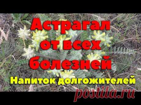 Астрагал - Чудо растение жизни