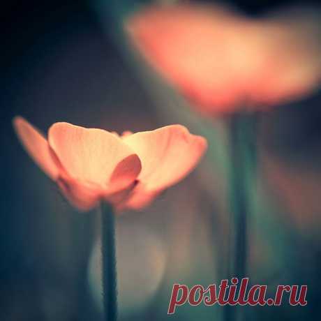 Фото Маленький розовый цветок, фотограф Iwona Drozda-Sibeijn