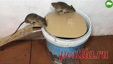 PVC Water Bottle Mouse Trap/DIY make A Mouse Trap Homemade/Mouse Reject/Idea Mouse Trap