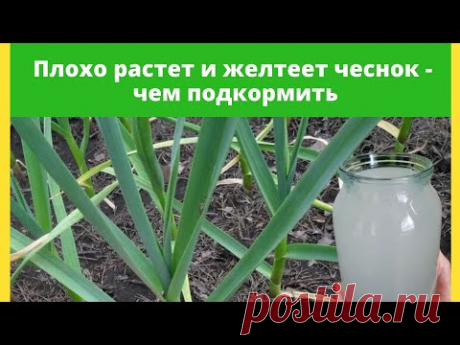 Чеснок желтеет и плохо растет, чем подкормить + подкормка для формирования крупных головок чеснока