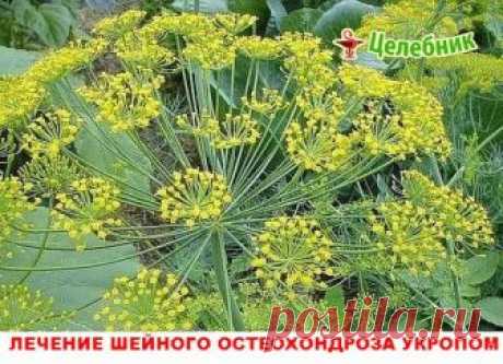 Настоять 200 г семян укропа на 250 мл водки 2 недели. 
Принимать по 1 ст. л. З раза в день перед едой. 
Мы настаивали 400 г семян укропа на 500 мл спирта, разведенного пополам. Готовили такую порцию 3 раза. И муж выздоровел. 
Болезнь не возвращалась на протяжении дальнейшей его жизни. Прожил он до 86 лет, а болел в возрасте 59-60 лет. Работал до 74 лет. 
В любую погоду ходил - грудь нараспашку, и шарф не носил. Вот два случая выздоровления. 
Надеюсь, рецепт еще кому-то поможет. Он простой и до