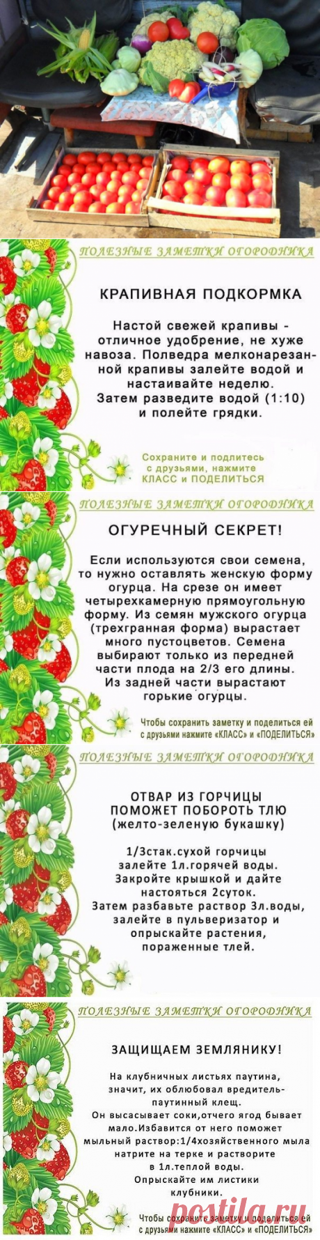 Очень полезные советы для дачников и огородников / Домоседы