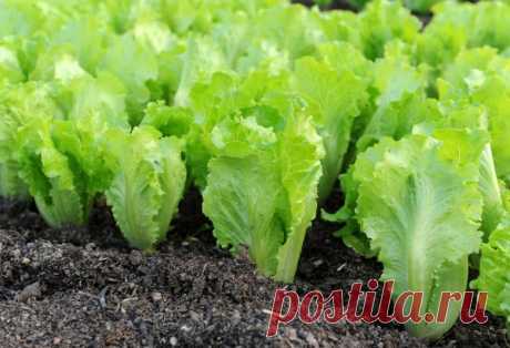 Виды салатов на огороде (69 фото)