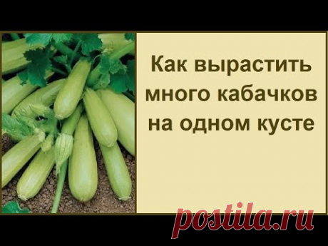 КАК ВЫРАСТИТЬ МНОГО КАБАЧКОВ НА ОДНОМ КУСТЕ