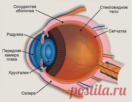 Четвертый блок программы по улучшению зрения | ПолонСил.ру - социальная сеть здоровья