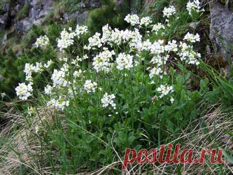 Малыши-крепыши: 15 лучших низкорослых растений для альпийской горки и рокария | Альпийские горки (Огород.ru)