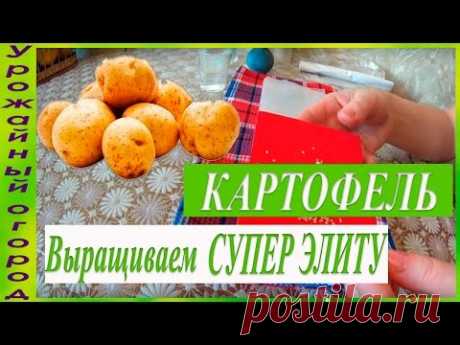 ВЫРАЩИВАНИЕ КАРТОФЕЛЯ ИЗ СЕМЯН!!!ПОСЕВ НА РАССАДУ!!!