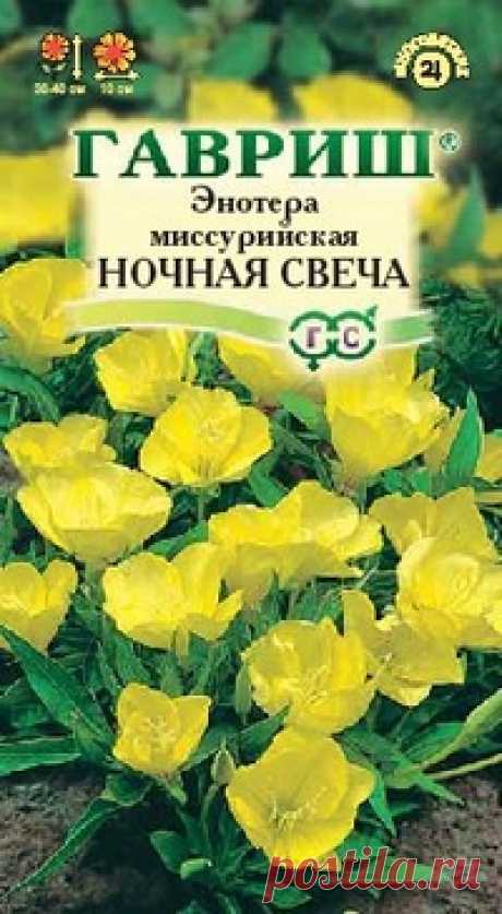 Энотера миссурийская &quot;Ночная свеча&quot;