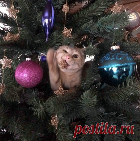 Свежая Новогодняя подборка смешных котиков, которая точно Вас развеселит (14 фото). Часть 2 | Забавный Бим | Яндекс Дзен