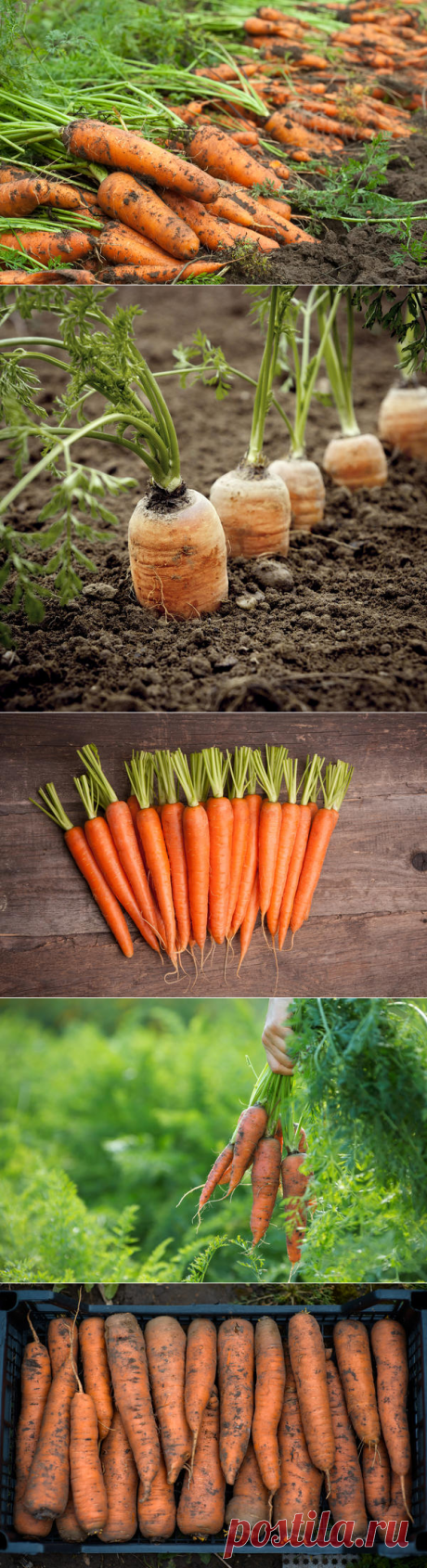 Когда и как собирать морковь