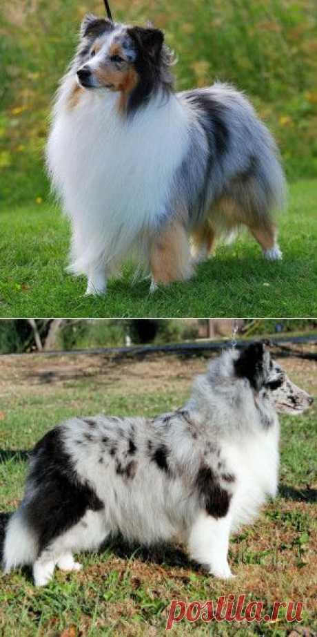 Порода собак Шелти – шетландская овчарка.