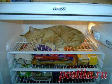 Открываю холодильник, заглядываю, а там холодец дрожит. -Не трясись, -говорю, — я за кетчупом.