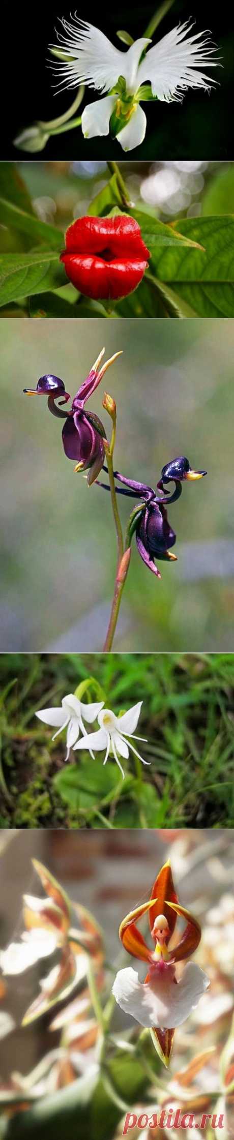 Орхидеи, которые поражают своей красотой
