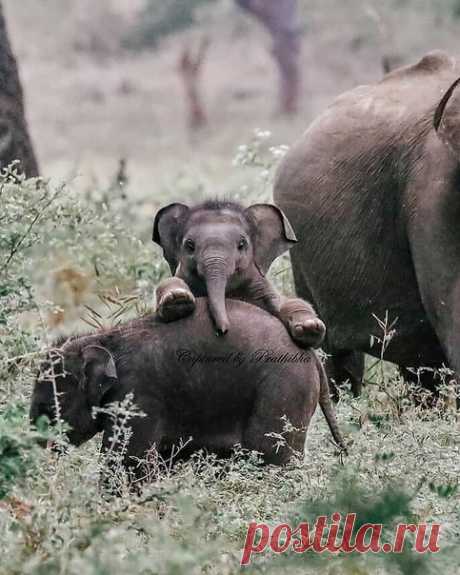 На фото: счастливый слоненок смотрит прямо в камеру. Национальный парк Яла, Индия