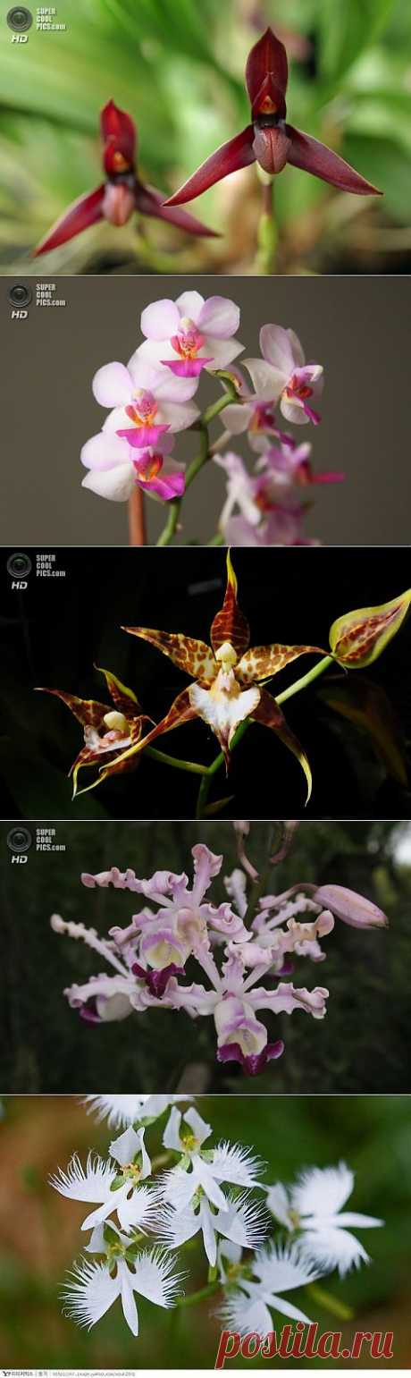 Такие разные орхидеи | САД НА ПОДОКОННИКЕ