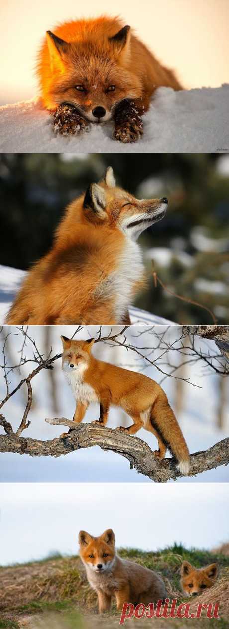 Fox-релакс | Уши, лапы, хвост
