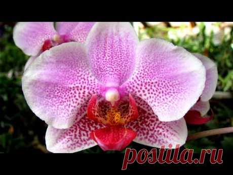 Как пересаживать орхидею, купленную со скидкой