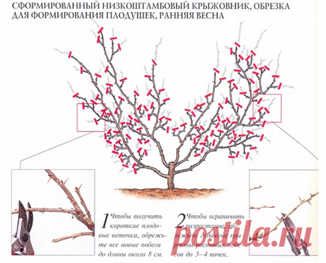 Заросли все гуще, а урожай все меньше: крыжовник.