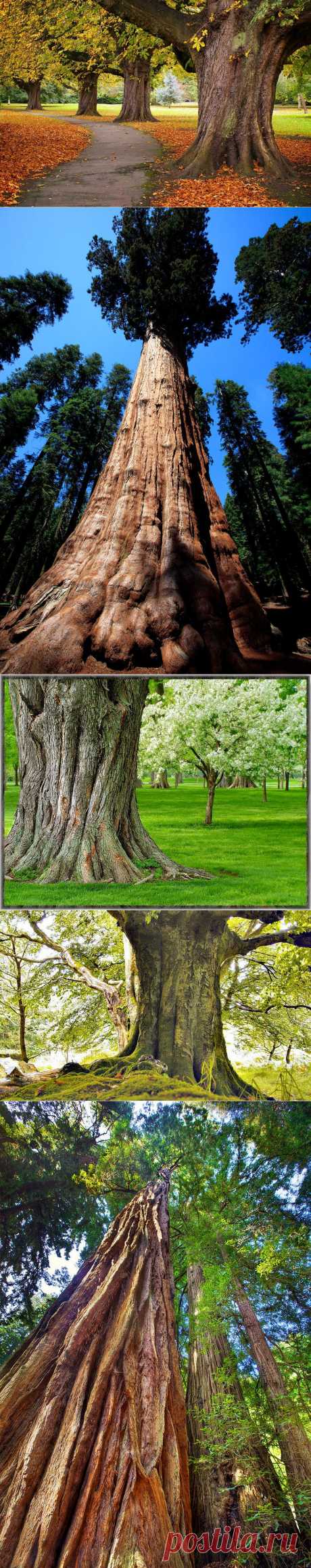 Самые необычные деревья в мире | Newpix.ru - позитивный интернет-журнал