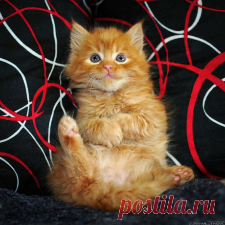 Little orange furry ball by ZoranPhoto on deviantART