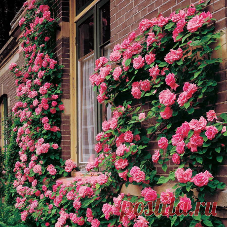 Мы сажаем в саду плетистые розы! 
Особое восхищение у садоводов всегда вызывала плетистая роза с ее длинными ветвями, усыпанными роскошными цветками. Это настоящая находка для ландшафтного дизайнера, которая позволяет создавать цвету…