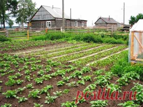 Гениальные хитрости огородников » Женский Мир