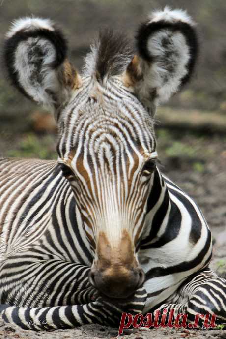 Baby Zebra (by K.Verhulst)