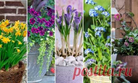 11 невероятно красивых цветов для весеннего контейнерного сада | Цветники и клумбы (Огород.ru)