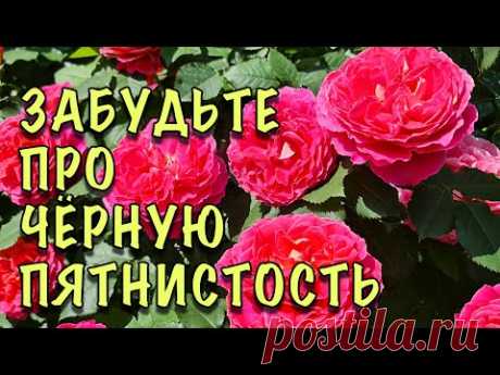 ЧЁРНОЙ ПЯТНИСТОСТИ НЕ БУДЕТ! Опрыскайте РОЗЫ ЭТИМ КОКТЕЙЛЕМ! ЧТО делать ЕСЛИ УЖЕ ПОЯВИЛИСЬ ПЯТНА