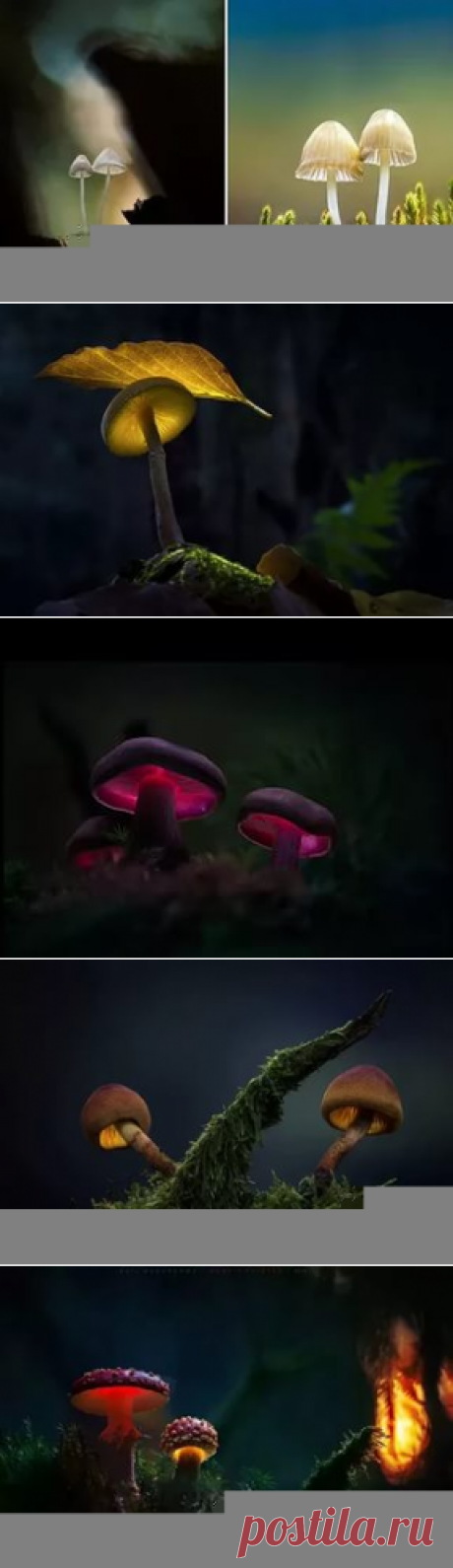 сказочные грибы в фотографиях martin pfister: 22 тыс изображений найдено в Яндекс.Картинках