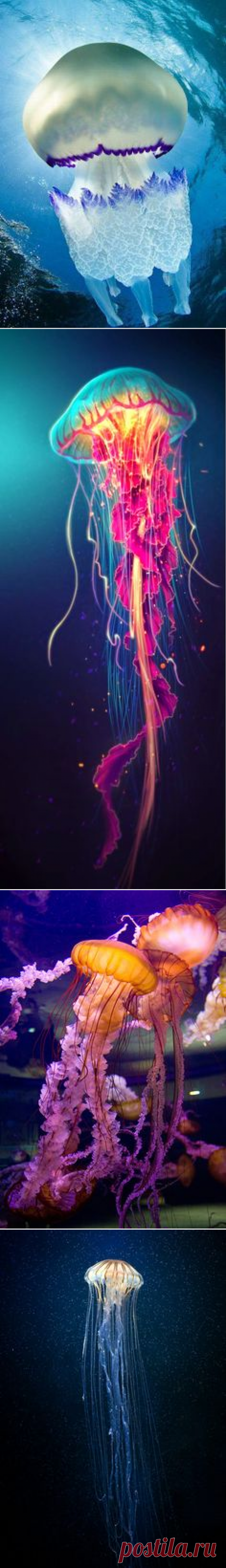 (2) Jellyfish by shobey1kanoby.deviantart.com on @deviantART | Inspiration