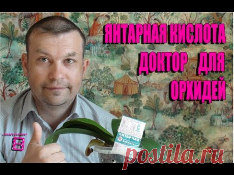 Янтарная кислота - зеленый доктор для орхидей. Орхидеи в домашних условиях. #Орхидеи - YouTube