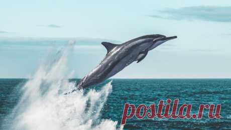 Kopli lahes nähti delfiine | Rohegeenius