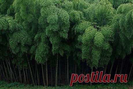 Бамбуковый лес.Япония.