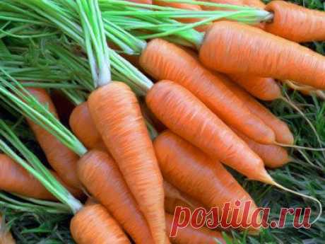 Как подготовить к посеву семена моркови