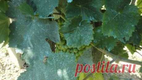 Применение железного купороса в садоводстве осенью и весной: описание препарата, инструкция