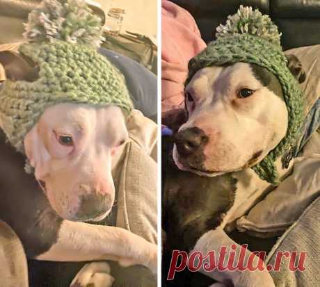 Фапочка для пса. Комбинезончики для тепла собаки носят, а о шапках мало кто думает. Макушечка-то тоже мёрзнет, надо полагать!