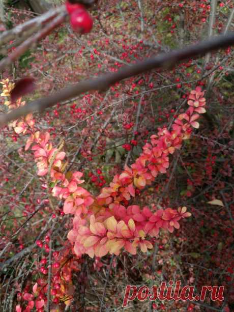 Барбарис Тунберга &quot;Дьяболикум&quot; (Berberis thunbergii &quot;Diabolicum&quot;) осенью