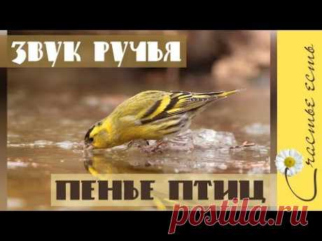 Шум ручья и пенье птиц. Звуки природы. Релаксация. Счастье есть. - YouTube