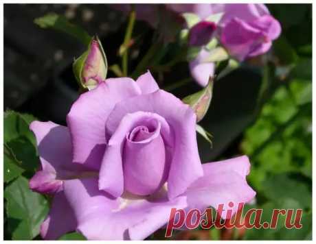 15 самых красивых фиолетовых роз и их виды - Квартира, дом, дача - 19 ноября - 43779398476 - Медиаплатформа МирТесен