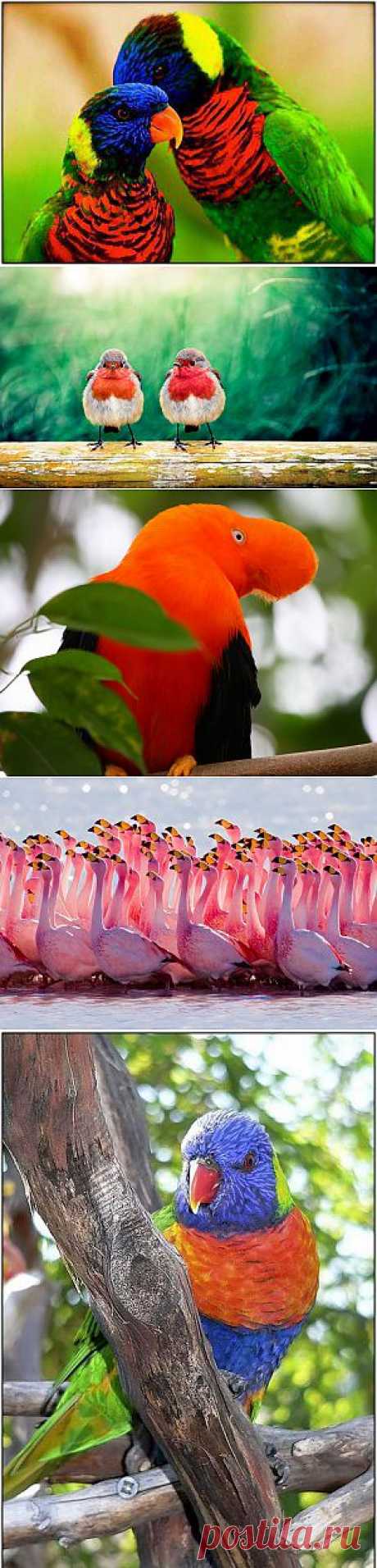 Красочный мир птиц | Мир в цвете: позитивное мышление, истории успеха, радости жизни