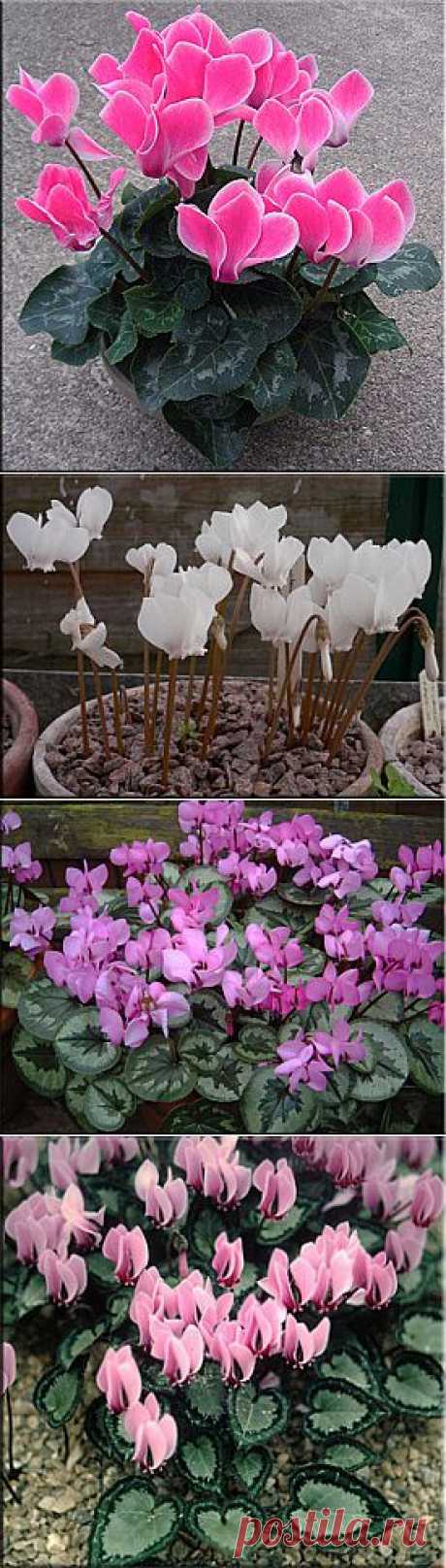 Цикламен (Cyclamen). Описание, виды и уход за цикламеном | Флористика на &quot;Добро ЕСТЬ!&quot;