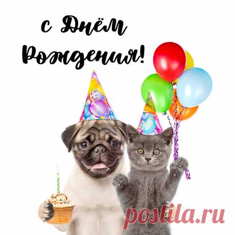 Смешная открытка котенок и щенок поздравляют с днем рождения. Оригинальную картинку лучшего качества вы можете скачать на сайте Инстапик бесплатно.