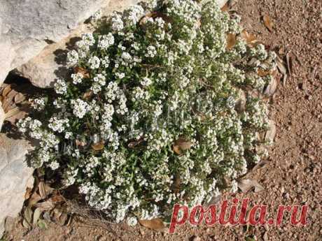 Лобулярия, Каменник (Lobularia) - комнатные растения и цветы для сада: выращивание, местоположение, температура, полив, пересаживание, размножение, болезни и вредители