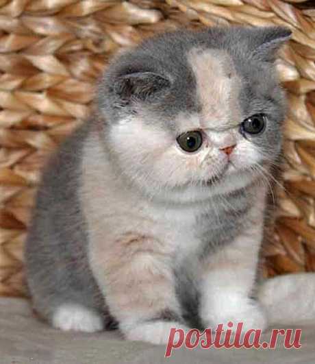 exotic shorthair kittens