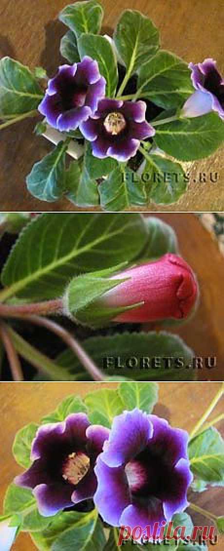 Глоксиния, или Синнингия - Комнатные растения и цветы. Florets.ru