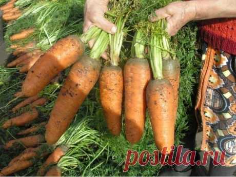 Как вырастить хороший урожай морковки? | Садовник и Огородник Сегодня я поделюсь своим опытом выращивания такого корнеплода как морковь. Это первый овощ, который я сажаю в едва прогревшуюся почву. Морковь не боится холода, можно посеять и под зиму, но я предпочитаю весну.